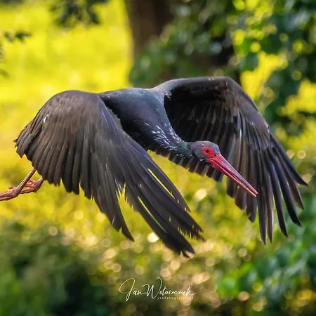 Appartement Pod Czarnym Bocianem