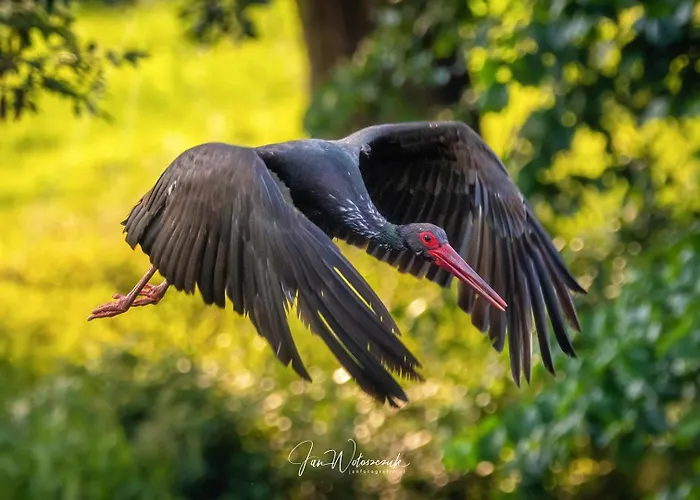 شقة Pod Czarnym Bocianem